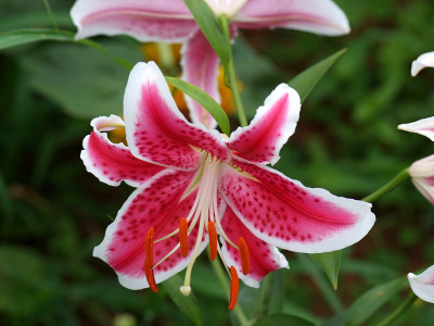 백합 사진 - Lilium longiflorum Thunb. Photos