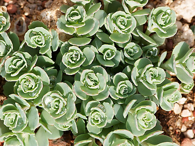 둥근잎꿩의비름 사진 - Sedum rotundifolium Photos