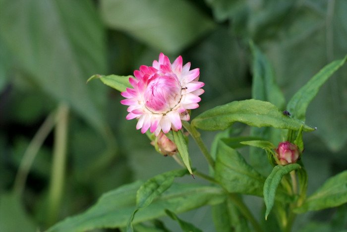 밀짚꽃 - straw flower, Helichrysum bracteatum