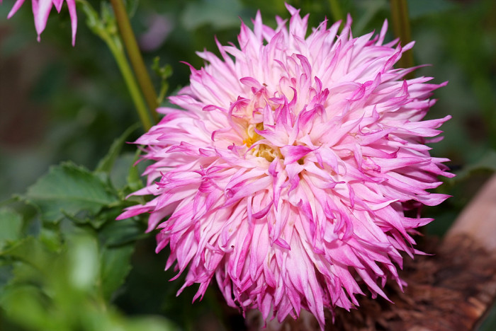 다알리아 - YELLOw BAIRD, Dahlia pinnata Cav.
