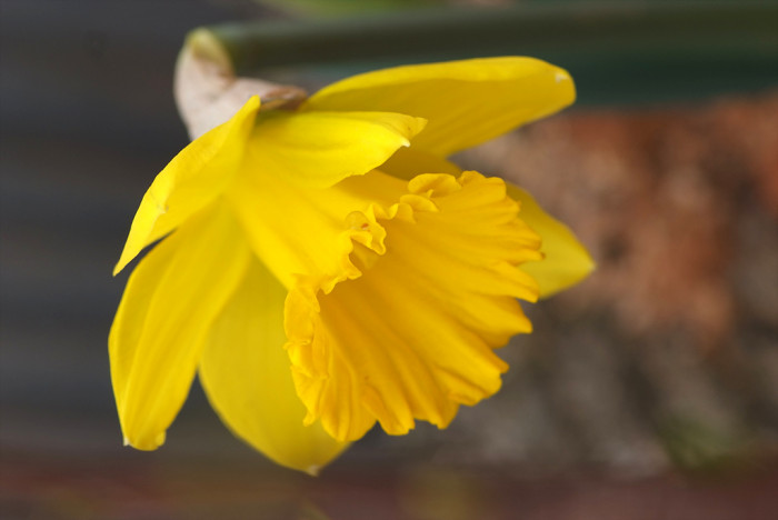 수선화 - daffodil, Narcissus tazetta var. chinensis