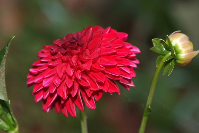 다알리아 - YELLOw BAIRD, Dahlia pinnata Cav.