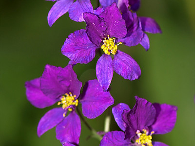 델피늄 사진 - Delphinium Photos