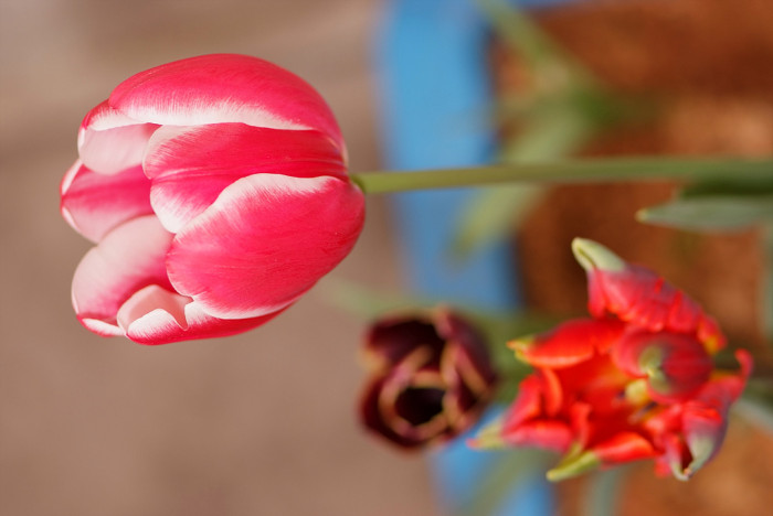튤립 - Tulip, Tulipa gesneriana