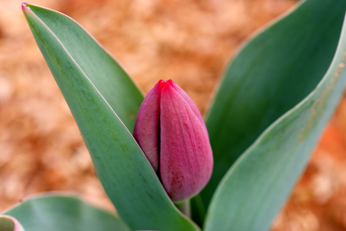 튤립 - Tulip, Tulipa gesneriana