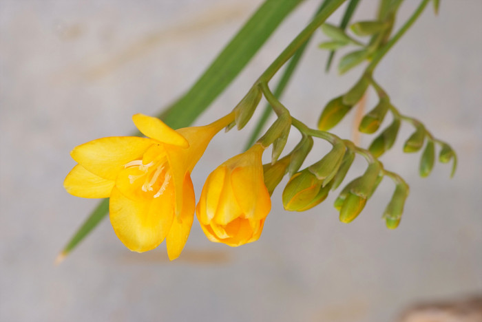 프르지아 - Freesias, Freesia refracta (Jacq.) Klatt