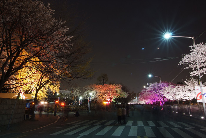 벚나무 - Prunus serrulata var. spontanea (Maxim.) E.H.Wilson