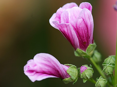 당아욱 사진 - Malva sylvestris var. mauritiana (L.) Boiss. Photos