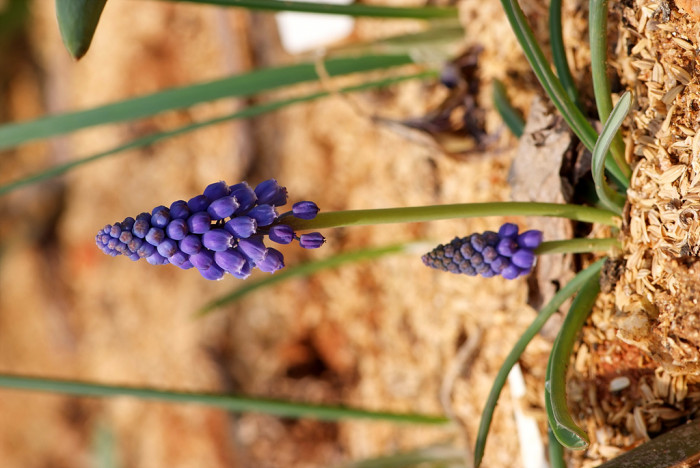 무스카리 - blue grape hyacinth, Muscari armeniacum.