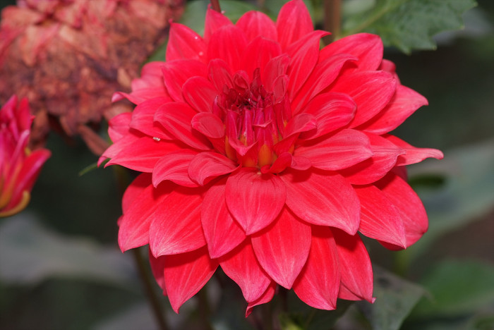 다알리아 - YELLOw BAIRD, Dahlia pinnata Cav.