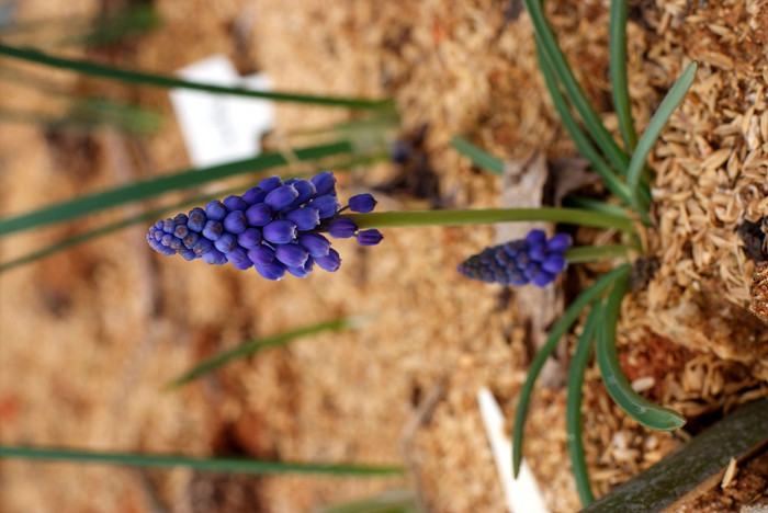무스카리 - blue grape hyacinth, Muscari armeniacum.