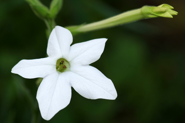 담배꽃 - Nicotiana sanderae Sander