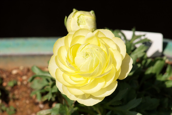 라넌큘러스 - Ranunculus asiaticus