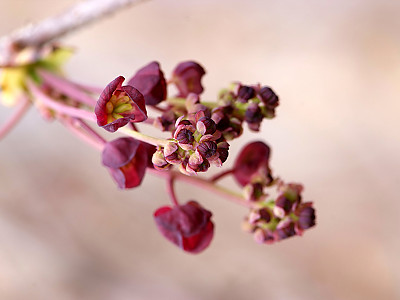 으름덩굴 사진 - Akebia quinata Photos