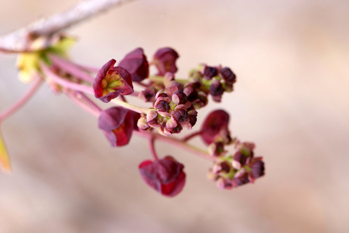 으름덩굴 - chocolate vine, Akebia quinata