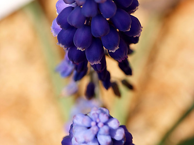 무스카리 사진 - Muscari armeniacum. Photos