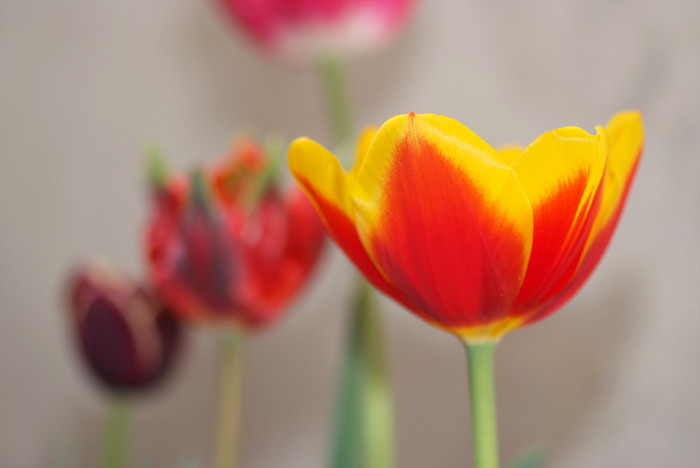튤립 - Tulip, Tulipa gesneriana