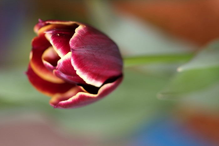 튤립 - Tulip, Tulipa gesneriana