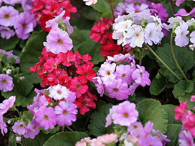프리뮬러 사진 - Primula polyantha Photos