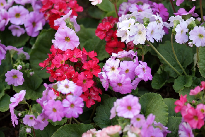 프리뮬러 - Primula, Primula polyantha