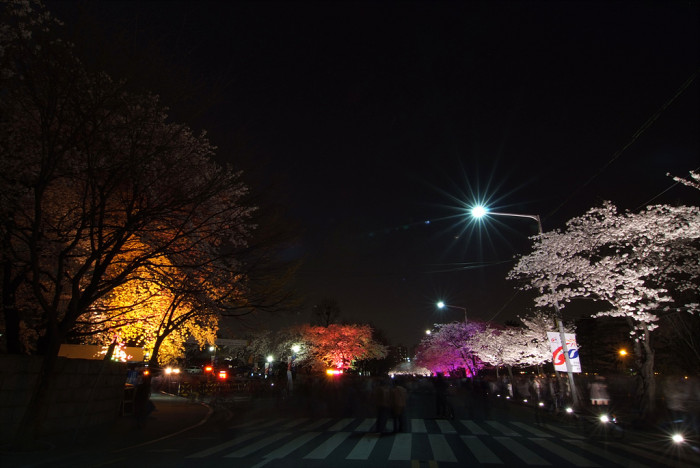 벚나무 - Prunus serrulata var. spontanea (Maxim.) E.H.Wilson