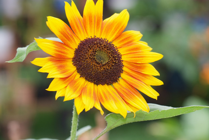 해바라기 - Sunflower, Helianthus annuus