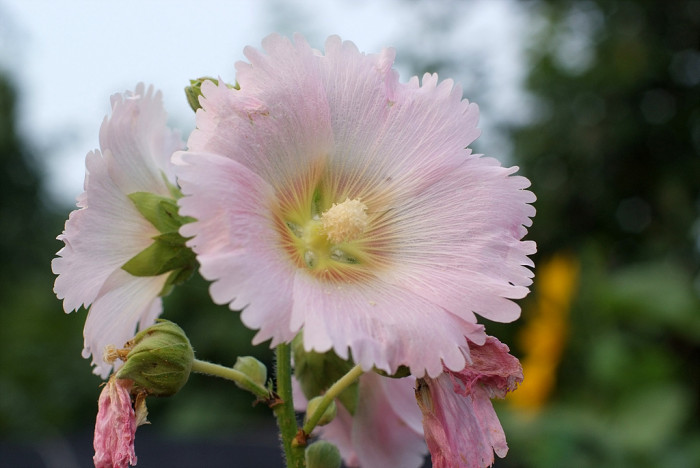 접시꽃 - Alcea rosea, Althaea rosea