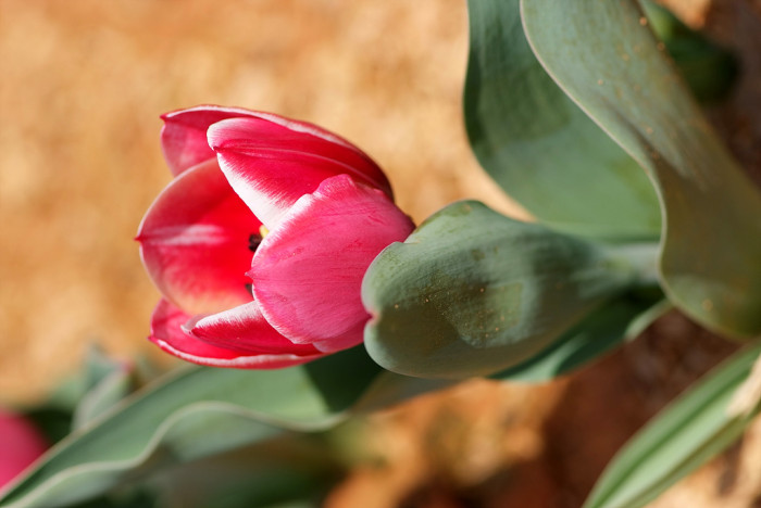 튤립 - Tulip, Tulipa gesneriana