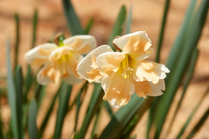 수선화 - daffodil, Narcissus tazetta var. chinensis