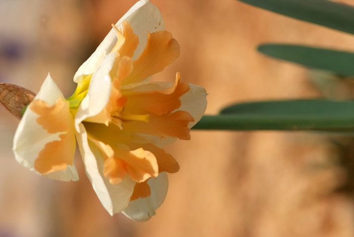 수선화 - daffodil, Narcissus tazetta var. chinensis
