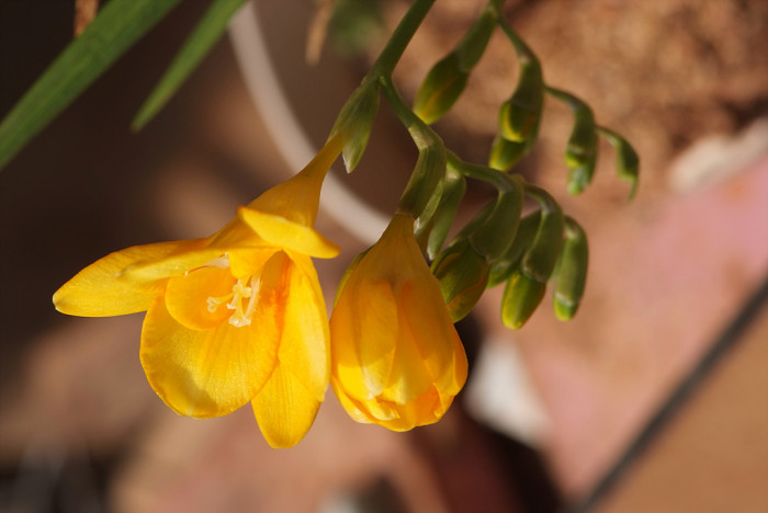 프르지아 - Freesias, Freesia refracta (Jacq.) Klatt