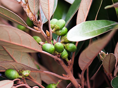 비파나무 사진 - Eriobotrya japonica (Thunb.) Lindl. Photos
