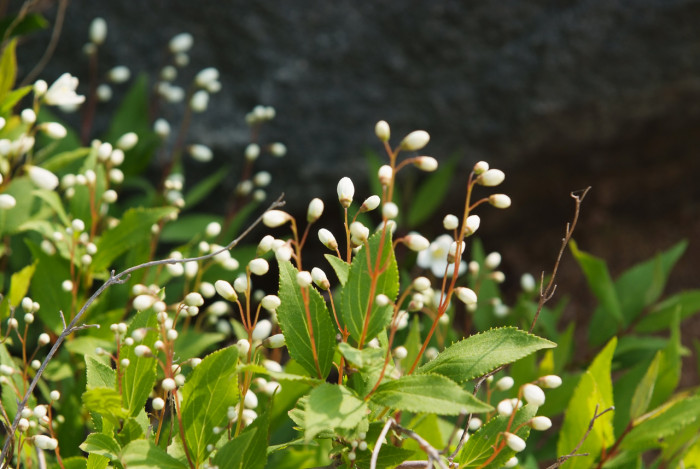 말발도리 - ?, Deutzia parviflora Bunge