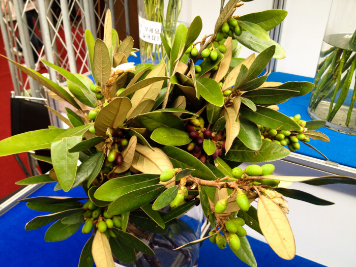 비파나무 - Eriobotrya japonica (Thunb.) Lindl.