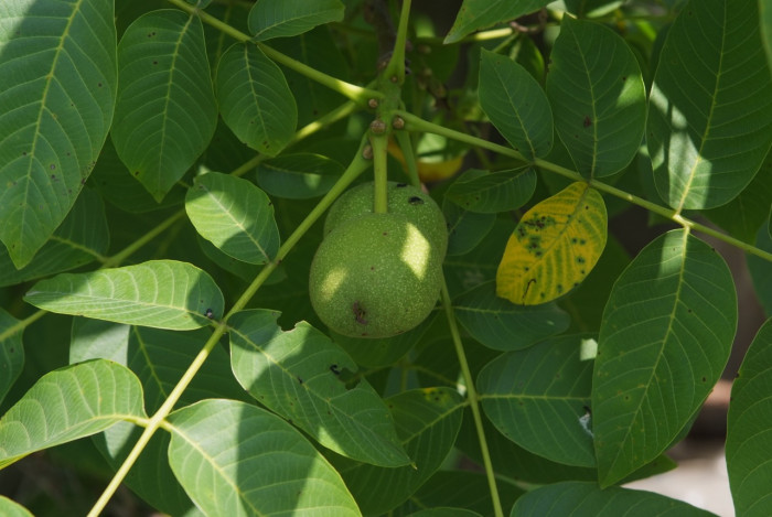 호두나무 - Juglans regia Dode