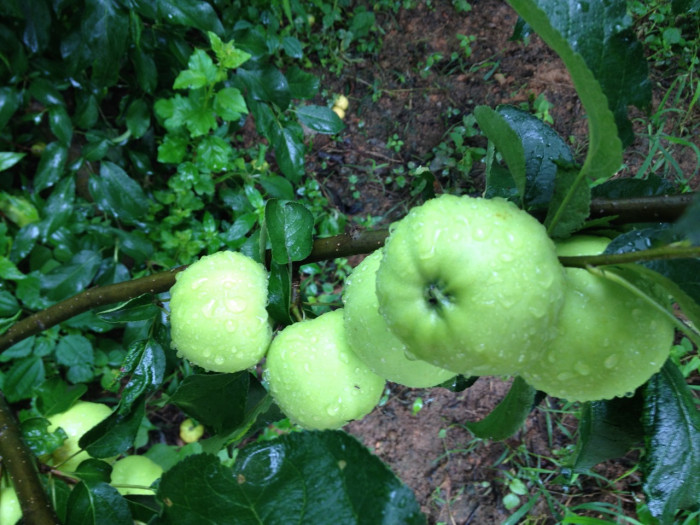 사과나무 - apple tree, Malus pumila Mill.