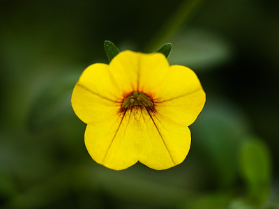 낮달맞이 사진 - Oenothera speciosa Photos