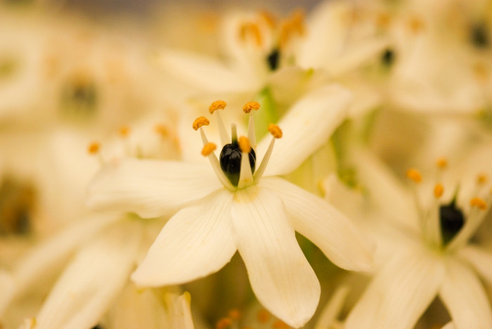부바르디아 - Sweet Bouvardia, Bouvardia longiflora (cav.) HBK