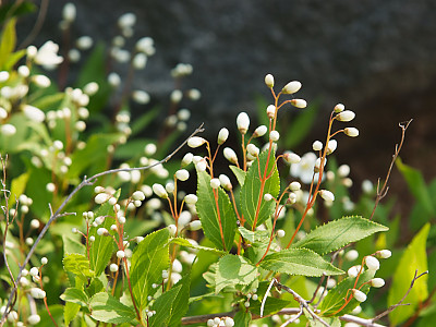 말발도리 사진 - Deutzia parviflora Bunge Photos