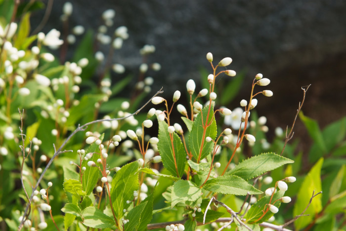 말발도리 - ?, Deutzia parviflora Bunge