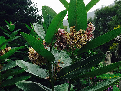 밀키위드 사진 - Asclepias syriaca L. Photos