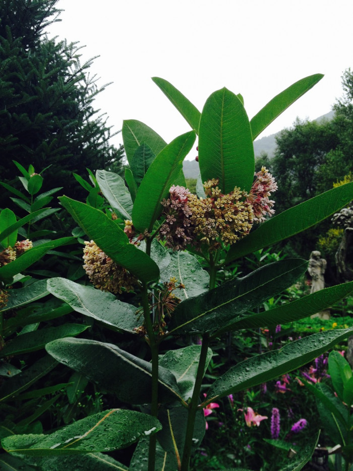 밀키위드 - Milkweed, Asclepias syriaca L.