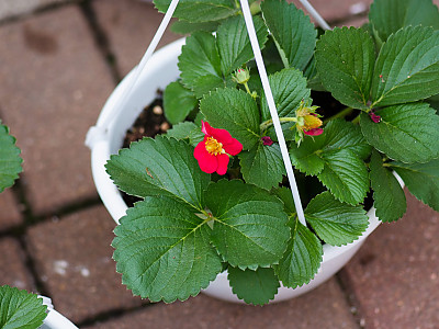 사계딸기 사진 - Fragaria Xnanassa DUCH. Photos