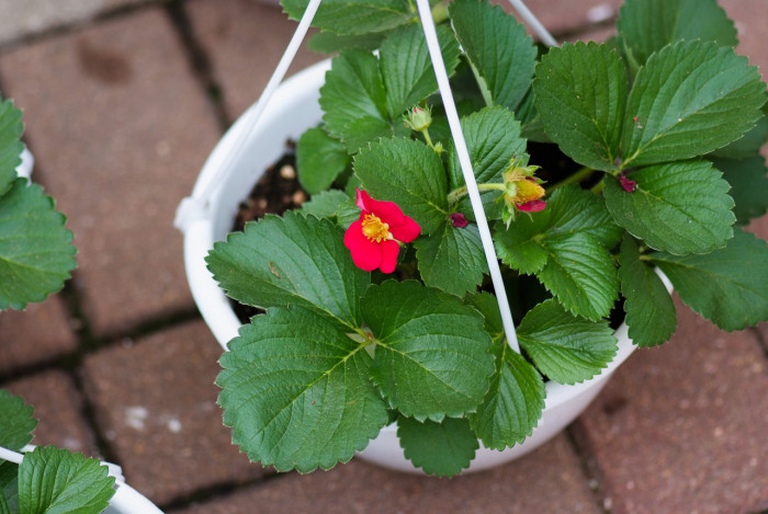 사계딸기 - Fragaria Xnanassa DUCH.
