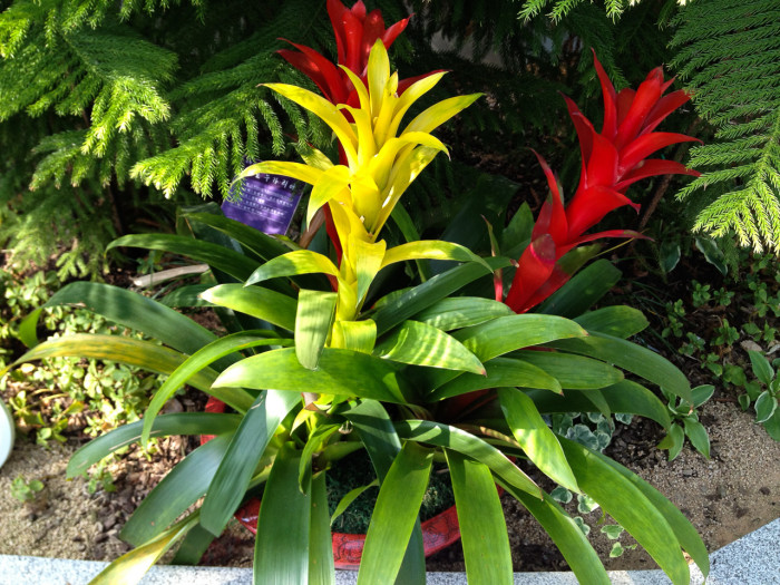 아나나스 - Ananas spp.