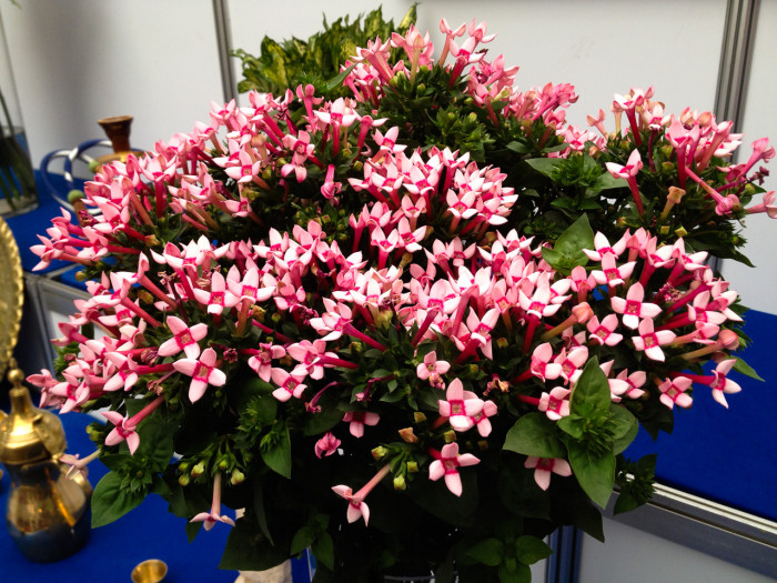 부바르디아 - Sweet Bouvardia, Bouvardia longiflora (cav.) HBK