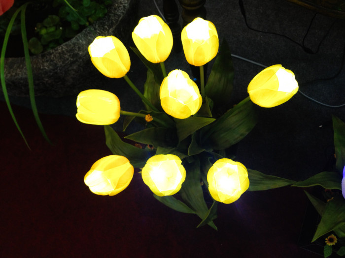 튤립 - Tulip, Tulipa gesneriana
