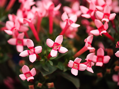부바르디아 사진 - Bouvardia longiflora (cav.) HBK Photos