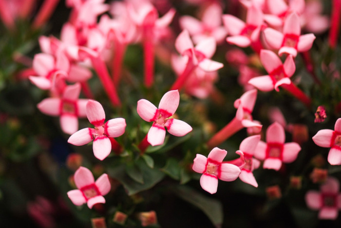 부바르디아 - Sweet Bouvardia, Bouvardia longiflora (cav.) HBK