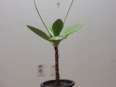 신세파라 사진 - Kalanchoe synsepala Photos